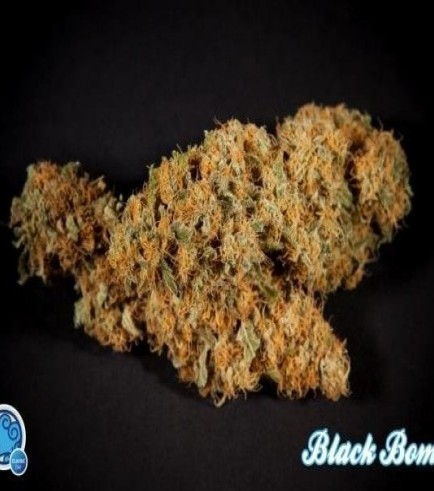 Black Bomb (Philosopher Seeds)