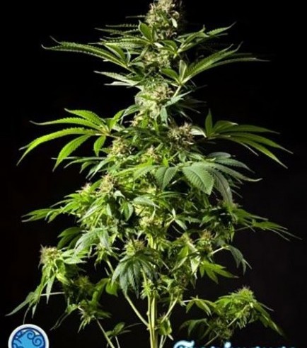 Tropimango (Philosopher Seeds)