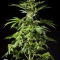 Tropimango (Philosopher Seeds)