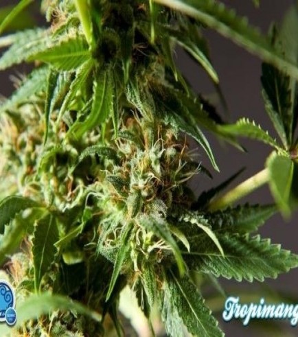 Tropimango (Philosopher Seeds)