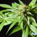 Tropimango (Philosopher Seeds)