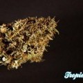 Tropimango (Philosopher Seeds)