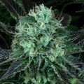 Darkstar Kush (T.H. Seeds)