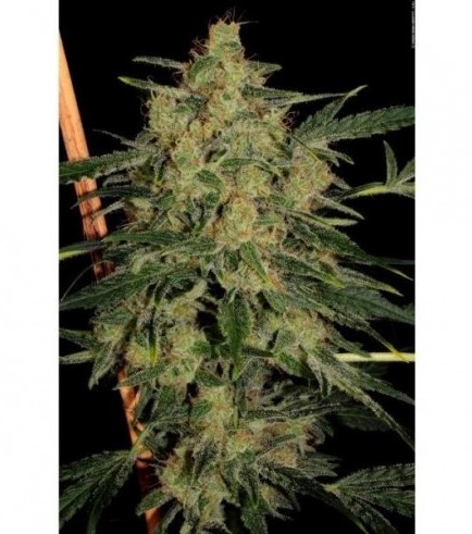 Nebula II CBD (Paradise Seeds)