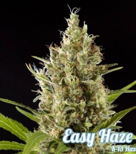 Easy Haze (Philosopher Seeds)