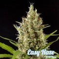 Easy Haze (Philosopher Seeds)