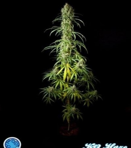 Easy Haze (Philosopher Seeds)