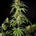 Philo Skunk (Philosopher Seeds)