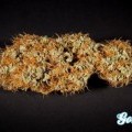 Philo Skunk (Philosopher Seeds)