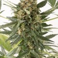 Kush-n-Cheese Autoflowering (Dinafem)