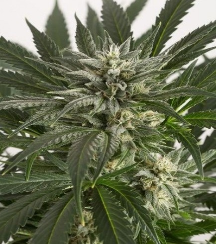 Blue Critical Autoflowering (Dinafem)