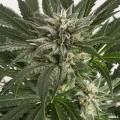 Blue Critical Autoflowering (Dinafem)