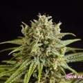 Fruity Jack (Philosopher Seeds)