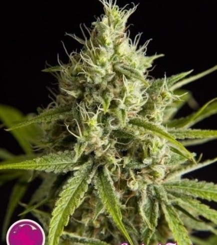 Fruity Jack (Philosopher Seeds)