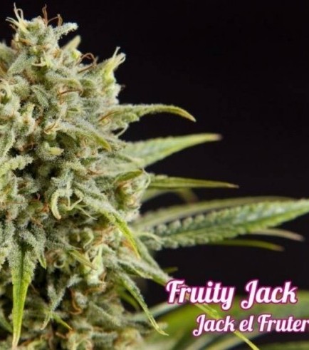 Fruity Jack (Philosopher Seeds)