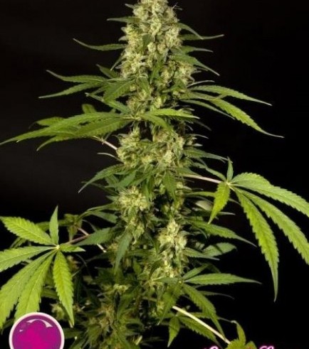 Sweet Love (Philosopher Seeds)