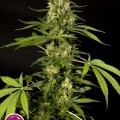 Sweet Love (Philosopher Seeds)