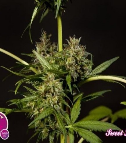 Sweet Love (Philosopher Seeds)