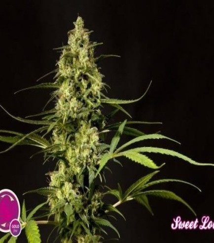 Sweet Love (Philosopher Seeds)