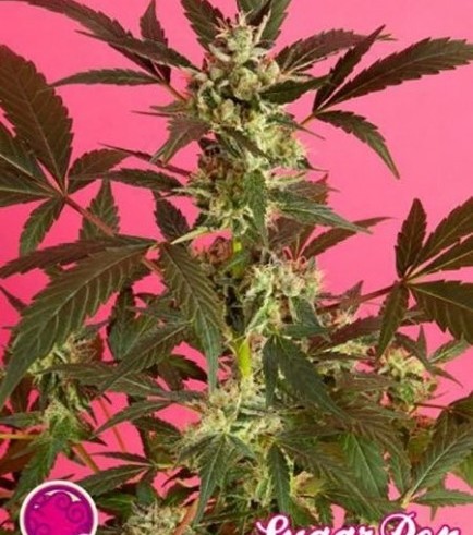 SugarPop (Philosopher Seeds)