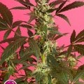 SugarPop (Philosopher Seeds)