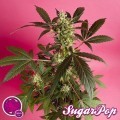 SugarPop (Philosopher Seeds)