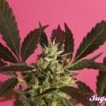 SugarPop (Philosopher Seeds)