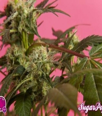 SugarPop (Philosopher Seeds)