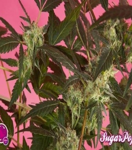 SugarPop (Philosopher Seeds)