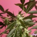 SugarPop (Philosopher Seeds)