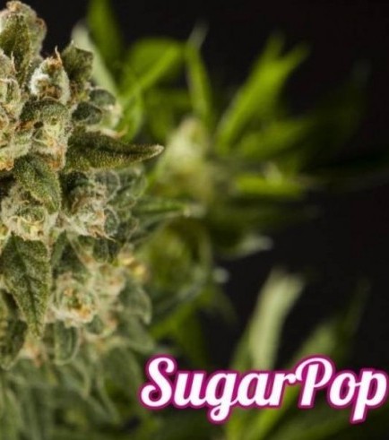 SugarPop (Philosopher Seeds)