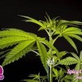 Spicy CBD (Philosopher Seeds)