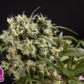 Guava Berry Kush (Philosopher Seeds)