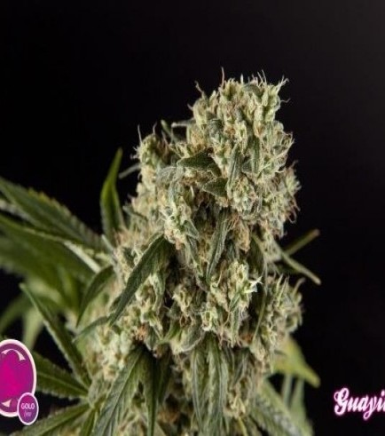 Guava Berry Kush (Philosopher Seeds)