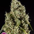 Guava Berry Kush (Philosopher Seeds)