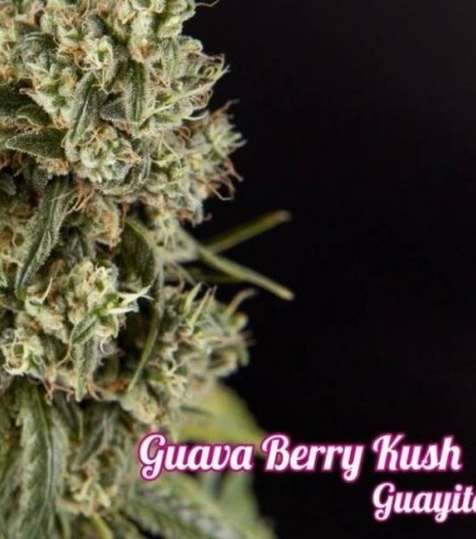 Guava Berry Kush (Philosopher Seeds)