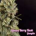 Guava Berry Kush (Philosopher Seeds)