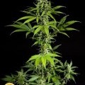 Fraggle Skunk Auto (Philosopher Seeds)