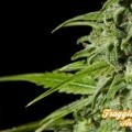 Fraggle Skunk Auto (Philosopher Seeds)
