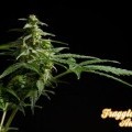 Fraggle Skunk Auto (Philosopher Seeds)