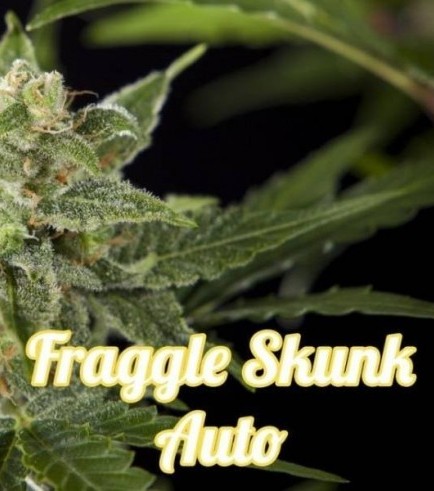 Fraggle Skunk Auto (Philosopher Seeds)