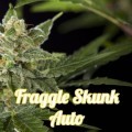 Fraggle Skunk Auto (Philosopher Seeds)