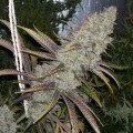 Cocoa Kush (DJ Short)