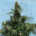 Williams Wonder (SickMeds Seeds)