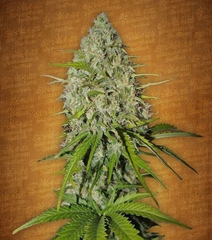 Grapefruit (FastBuds)