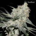 Rhino Ryder (FastBuds)