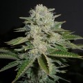 Sour Diesel (Reserva Privada)