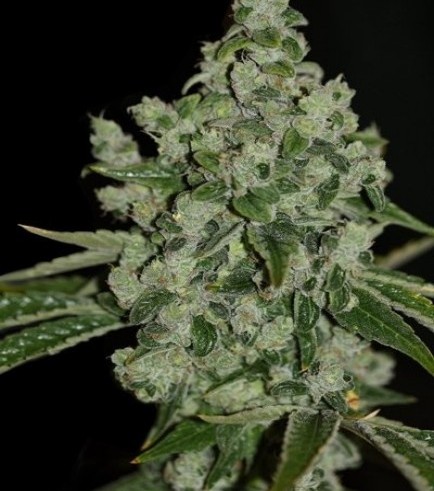 UltraSour (T.H. Seeds)