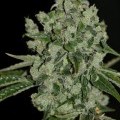 UltraSour (T.H. Seeds)