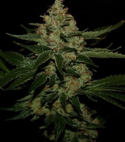 UnderDawg Kush (T.H. Seeds)